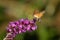 Insect Sucking Nectar on a pink purple Buddleja flower