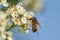 insect sucking nectar on a white flower and blue blur bokeh background