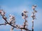 An insect takes advantage of the nectar of some white flowers of an almond tree Prunus dulcis on the branches of the tree