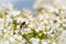 An insect takes pollen from some white flowers