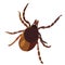 Insect tick