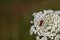 Insect Trichodes apiarius, beetle belonging to the Cleridae family, of red and black color placed on a white flower with a green b