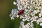 Insect Trichodes apiarius, beetle belonging to the Cleridae family, of red and black color placed on a white flower with a green b