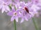 Insect on violet flowers