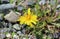 An insect visiting a small yellow flower