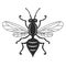 Insect wasp, black wasp silhouette. A stinging insect, an insect pest. Flat design. Vector image