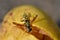 Insect wasp eating fallen ripe pear fruit, close-up