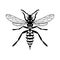Insect wasp icon. Black wasp vector illustration on a white background.