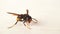 Insect, wasp perched on white background