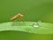Insect and Water droplets on a leaf