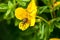 Insect weevil sitting in yellow flower