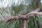 insect which feed on conifers and sucking sap insects on pine tree branch closeup with selective focus