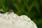 Insect on a white flowers