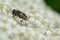 Insect on a white flowers