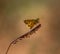 Insect: Yellow moth Hylephila phyleus