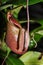 Insectivorous plants Nepenthes Ampullaria