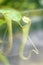 Insectivorous plants Nepenthes Ampullaria close up