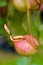 Insectivorous predatory Nepenthes plant pitcher close-up