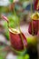 Insectivorous predatory Nepenthes plant pitcher close-up