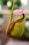 Insectivorous predatory Nepenthes plant pitcher close-up