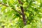 Insects attack on a plum fruit tree