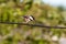 Insects and Black-capped Chickadee