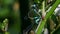 Insects - Blue-tailed Damselfly, Ischnura elegans