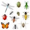 Insects and bugs