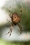 Insects Bugs Arachnida Aracnid Cross Spider Araneus diadematus