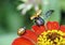 Insects: bugs and flies on summer flowers