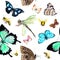 Insects - butterflies, bees, dragonfly. Seamless background with exotic butterfly. Watercolor