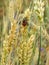 Insects in Carpathians mountains