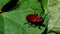 Insects - Close Up movie Red-headed Cardinal Beetle, Pyrochroa serraticornis