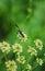 Insects collect pollen on a warm summer day