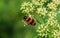 Insects collect pollen on a warm summer day