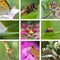 Insects collection