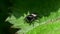 Insects - Common Sun-jumper, Sun-jumper Spider, Heliophanus flavipes