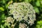 Insects on Cow Parsley flower (Anthriscus sylvestris)