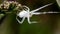 Insects - crab spider, spider, misumena vatia