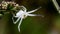 Insects - crab spider, spider, misumena vatia