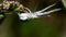 Insects - crab spider, spider, misumena vatia