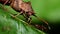 Insects - dock bug, bugs, coreus marginatus