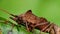 Insects - dock bug, bugs, coreus marginatus