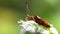 Insects - dock bug, bugs, coreus marginatus