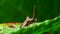 Insects - Dock Bug, Bugs, Coreus marginatus