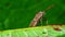 Insects - Dock Bug, Bugs, Coreus marginatus