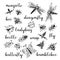 Insects doodle set