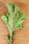 Insects On The Dorsal Side Of A Radish Leaf