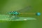 Insects, Dragonfly, Damselfly.