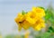 Insects eating nectar in flowers and nature